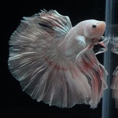 画像19: HM　ホワイトファンシー (19)