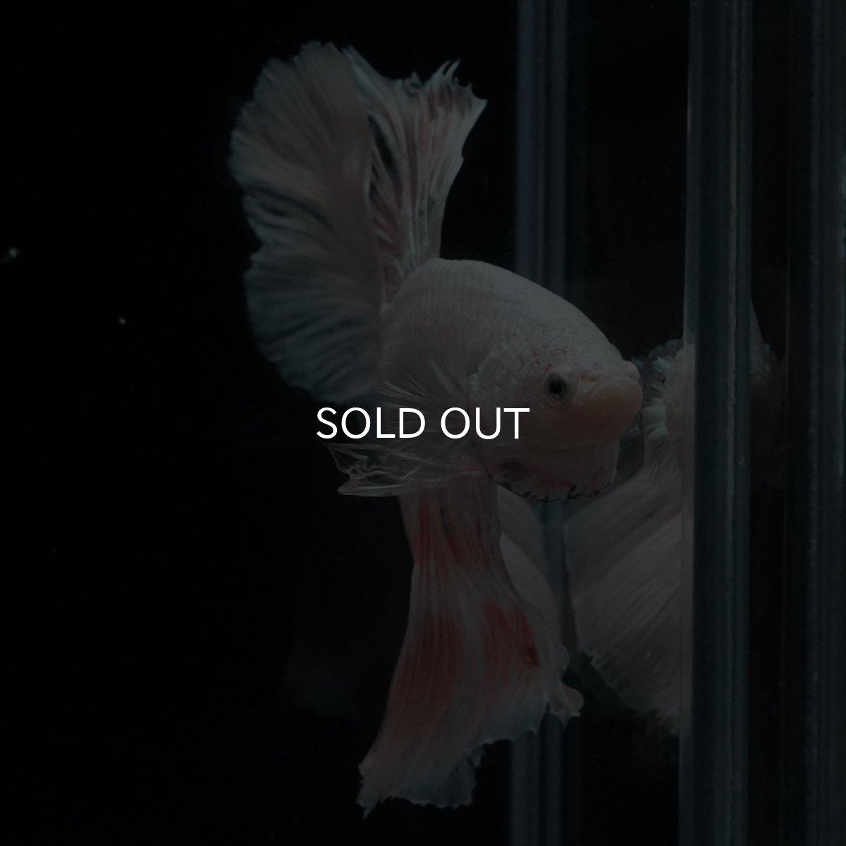 画像18: HM　ホワイトファンシー (18)