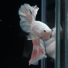 画像18: HM　ホワイトファンシー (18)