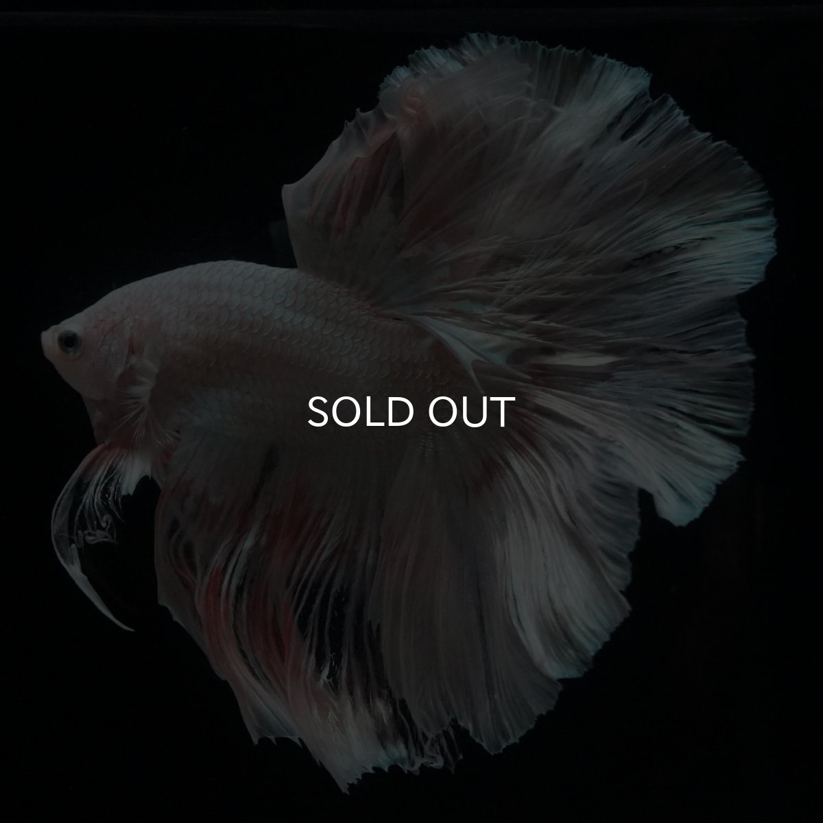 画像17: HM　ホワイトファンシー (17)