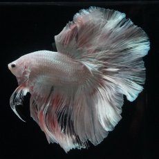 画像17: HM　ホワイトファンシー (17)