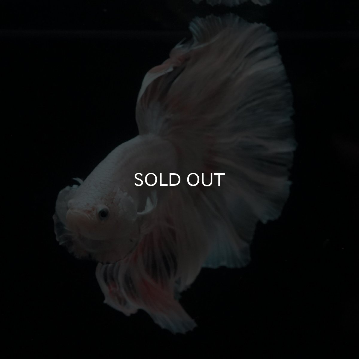 画像16: HM　ホワイトファンシー (16)