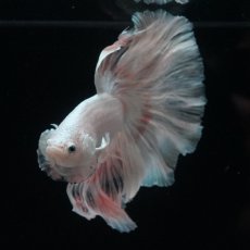 画像16: HM　ホワイトファンシー (16)