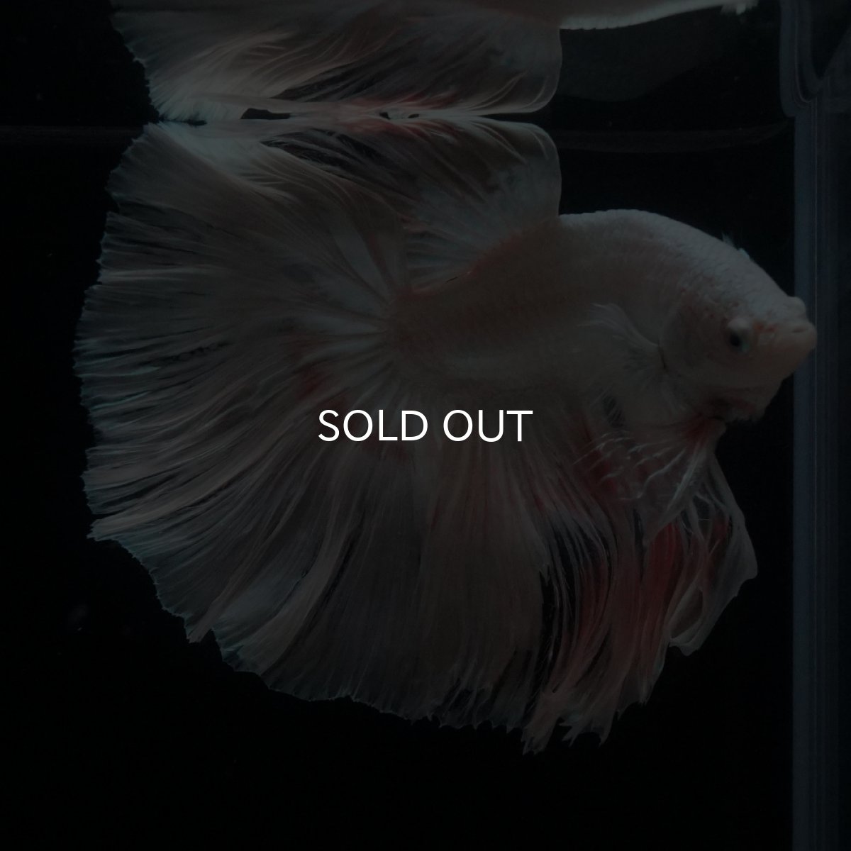 画像2: HM　ホワイトファンシー (2)