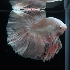 画像2: HM　ホワイトファンシー (2)