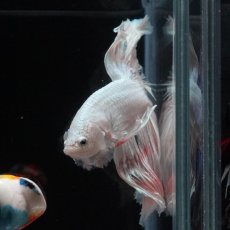 画像15: HM　ホワイトファンシー (15)