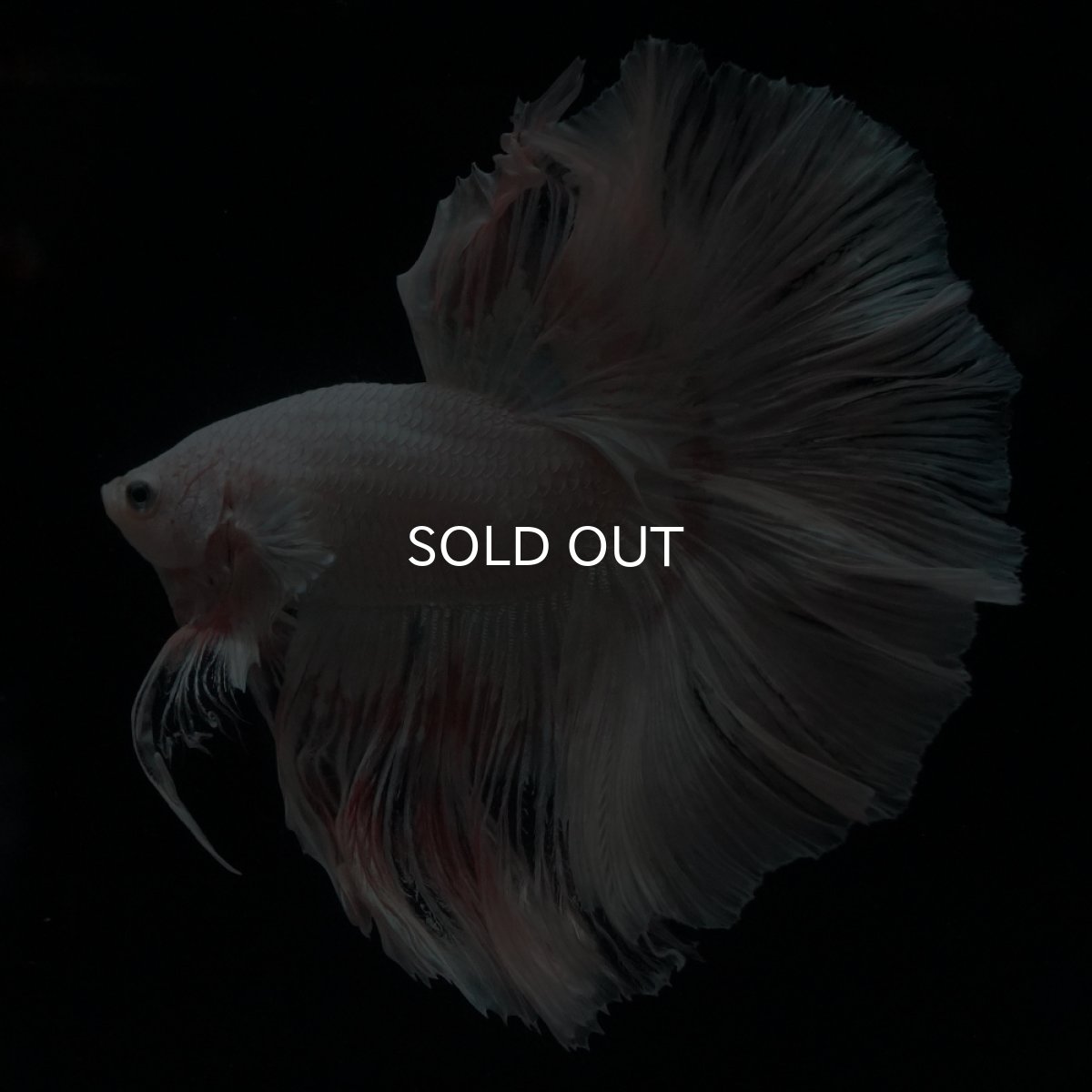 画像14: HM　ホワイトファンシー (14)