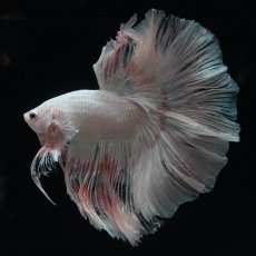 画像14: HM　ホワイトファンシー (14)