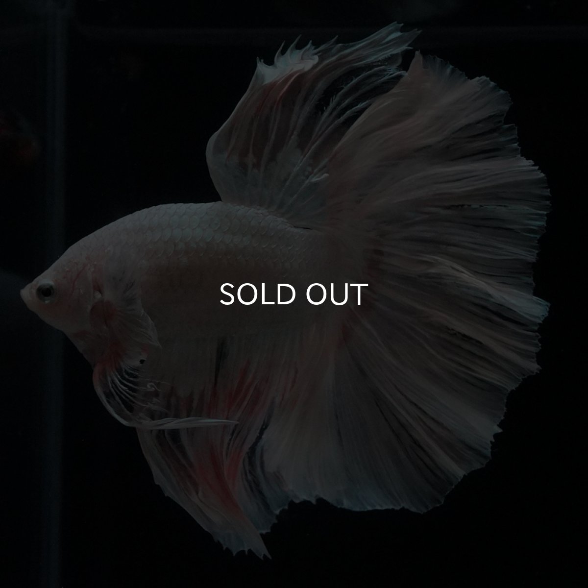 画像13: HM　ホワイトファンシー (13)