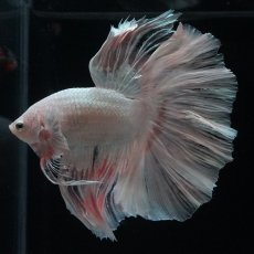 画像13: HM　ホワイトファンシー (13)