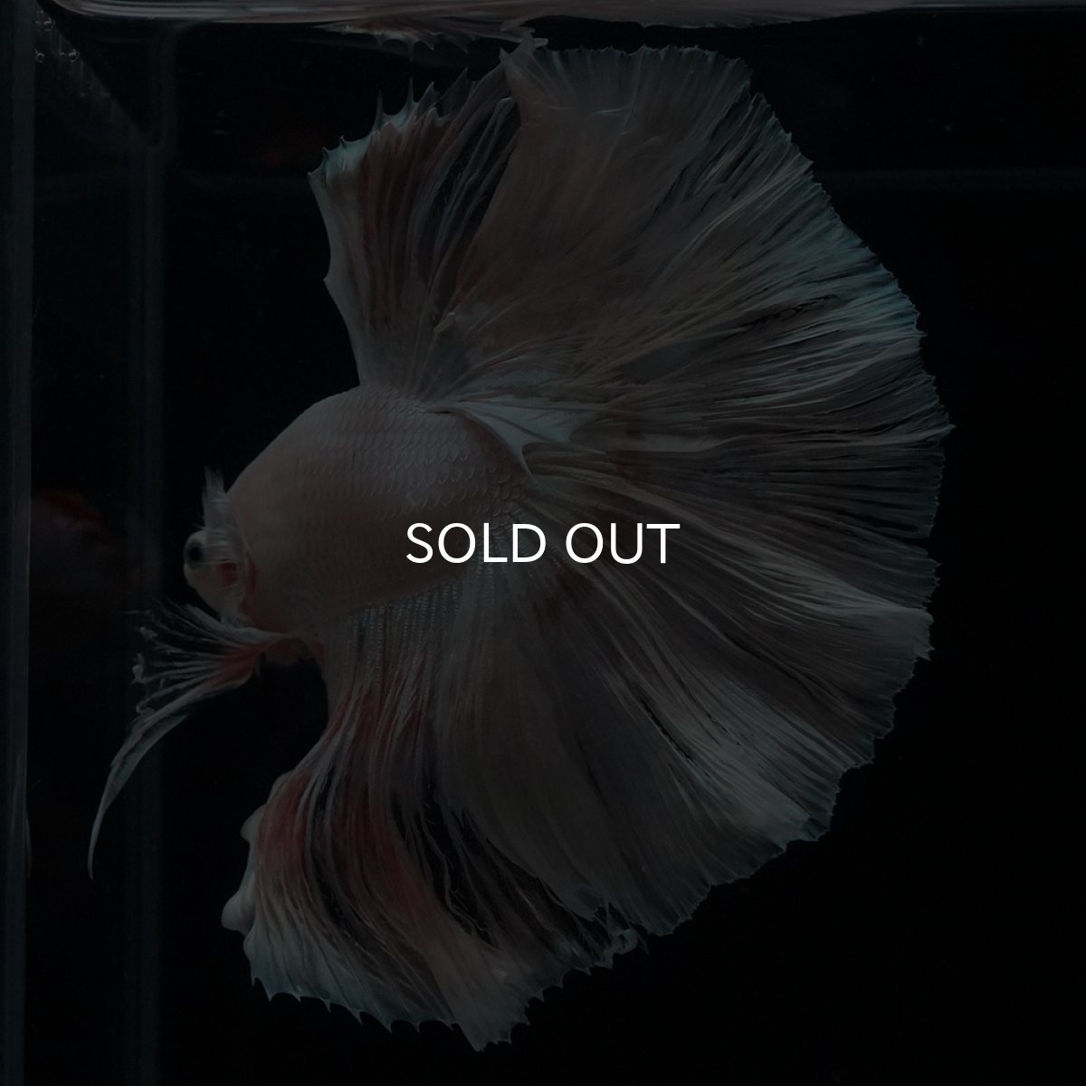 画像12: HM　ホワイトファンシー (12)