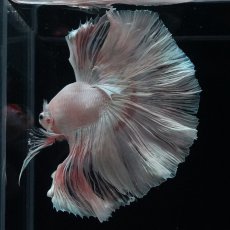 画像12: HM　ホワイトファンシー (12)