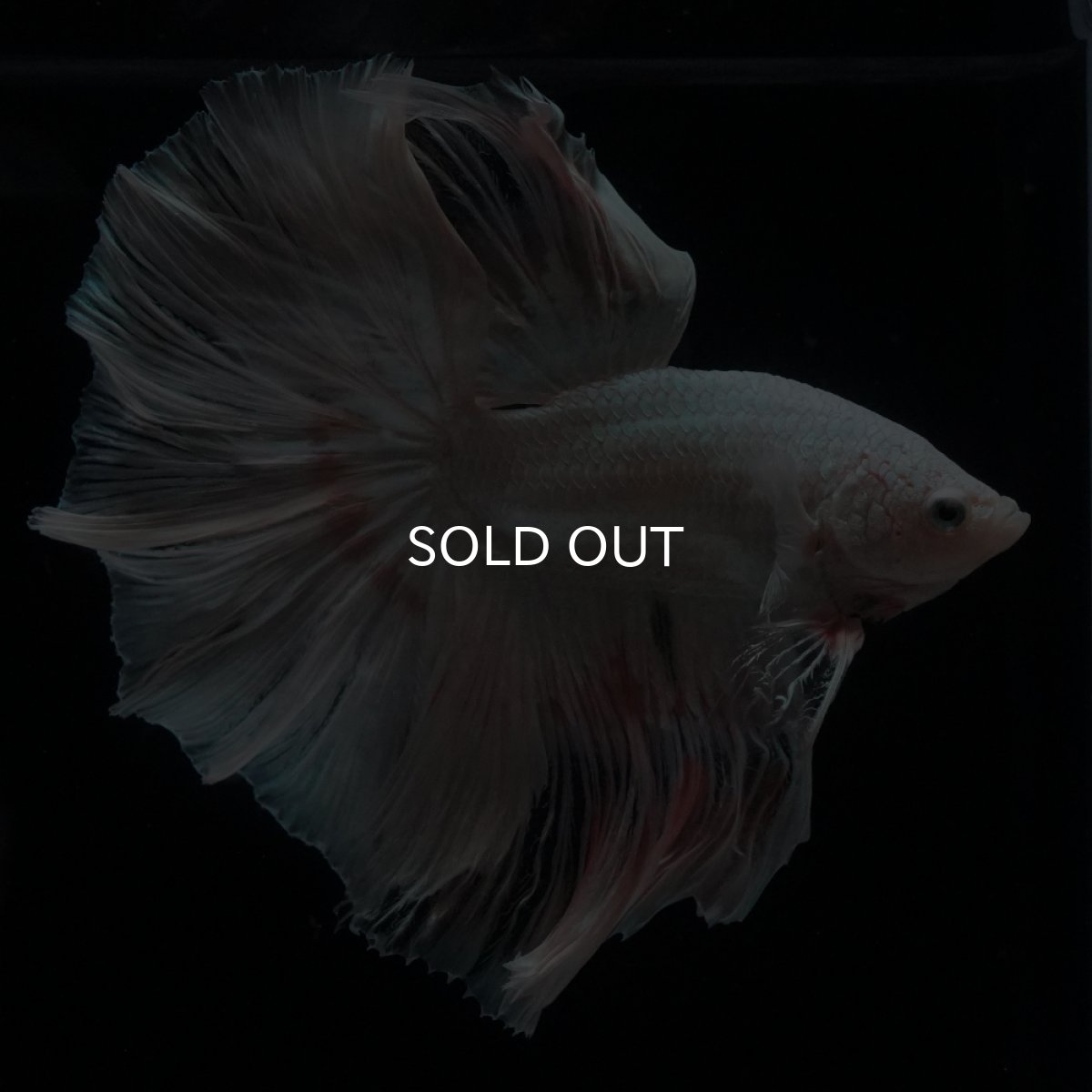 画像11: HM　ホワイトファンシー (11)