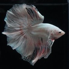 画像11: HM　ホワイトファンシー (11)