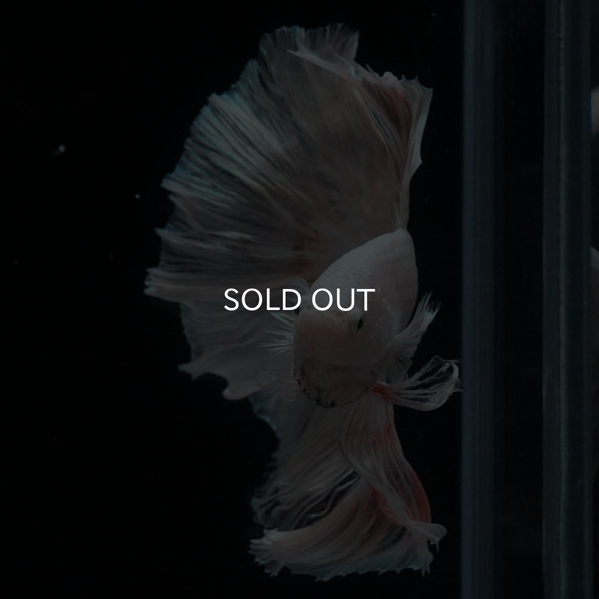 画像10: HM　ホワイトファンシー (10)