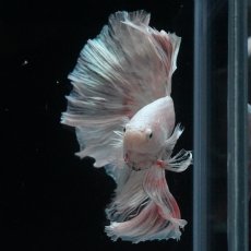 画像10: HM　ホワイトファンシー (10)