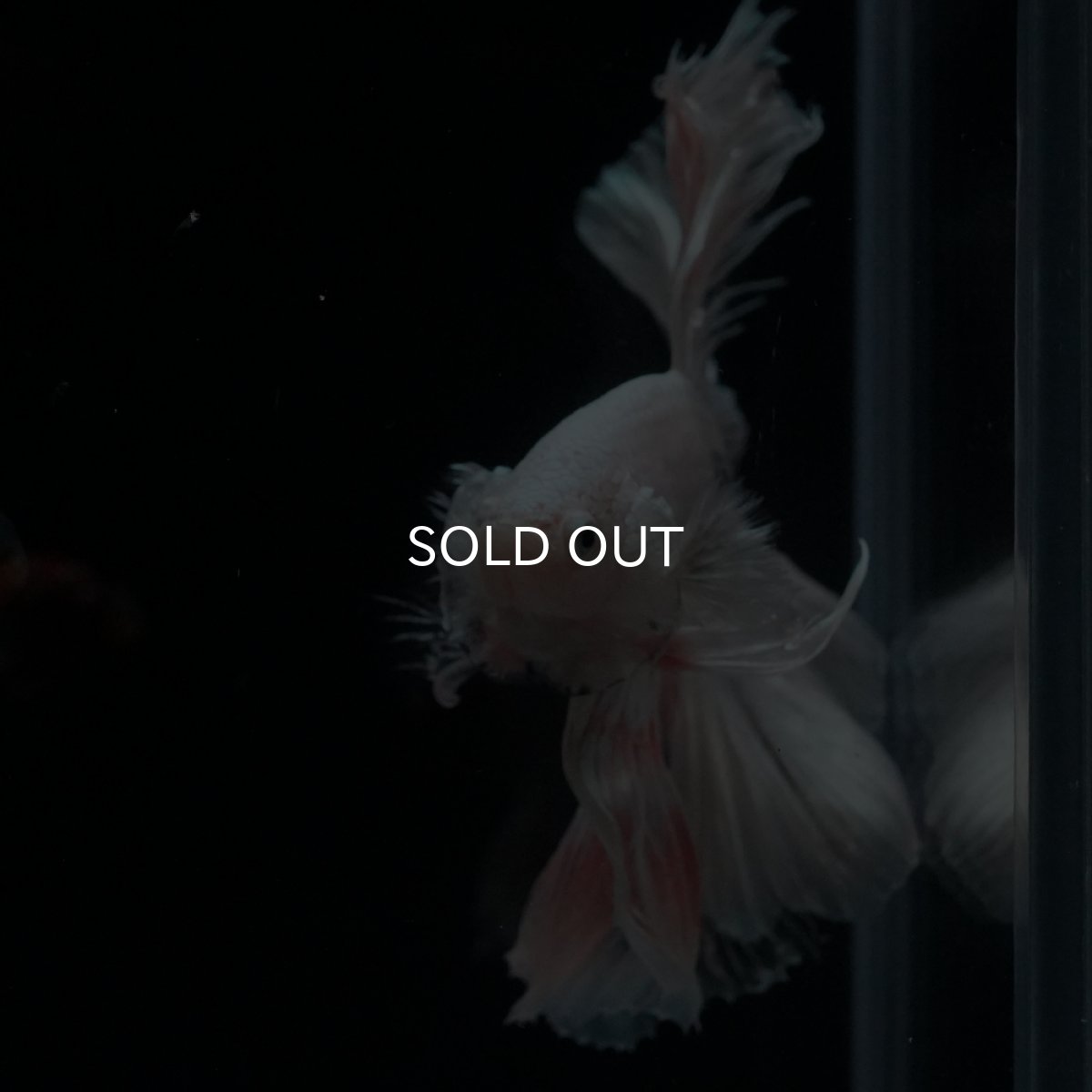 画像9: HM　ホワイトファンシー (9)