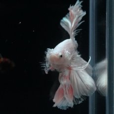 画像9: HM　ホワイトファンシー (9)