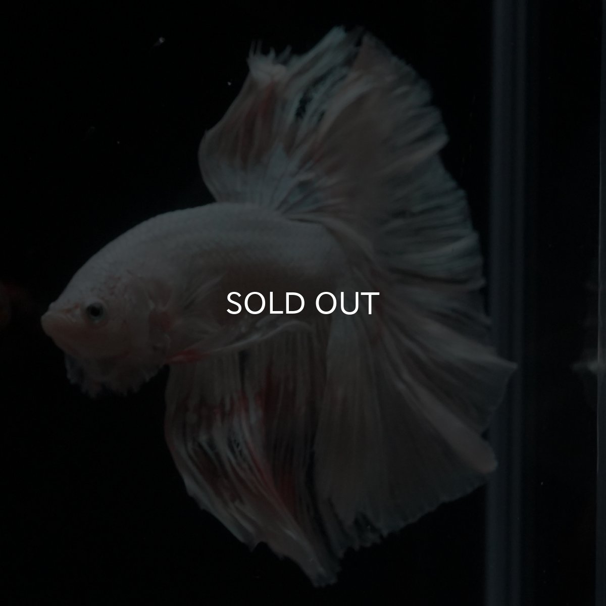 画像8: HM　ホワイトファンシー (8)