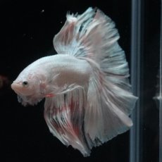 画像8: HM　ホワイトファンシー (8)