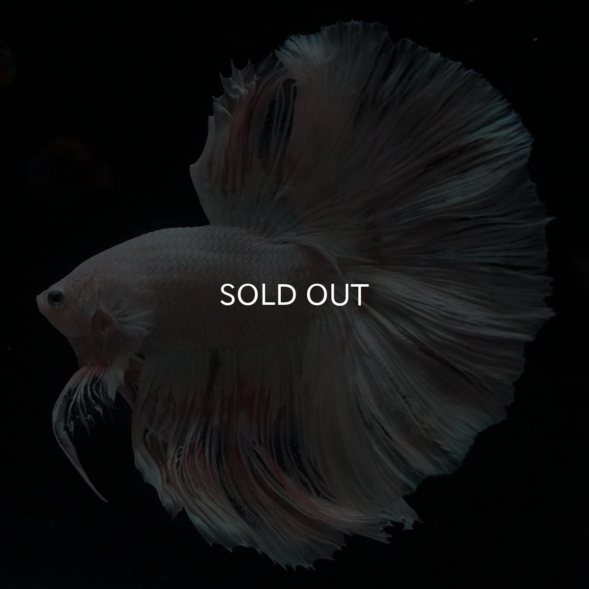 画像1: HM　ホワイトファンシー (1)