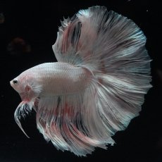 画像1: HM　ホワイトファンシー (1)