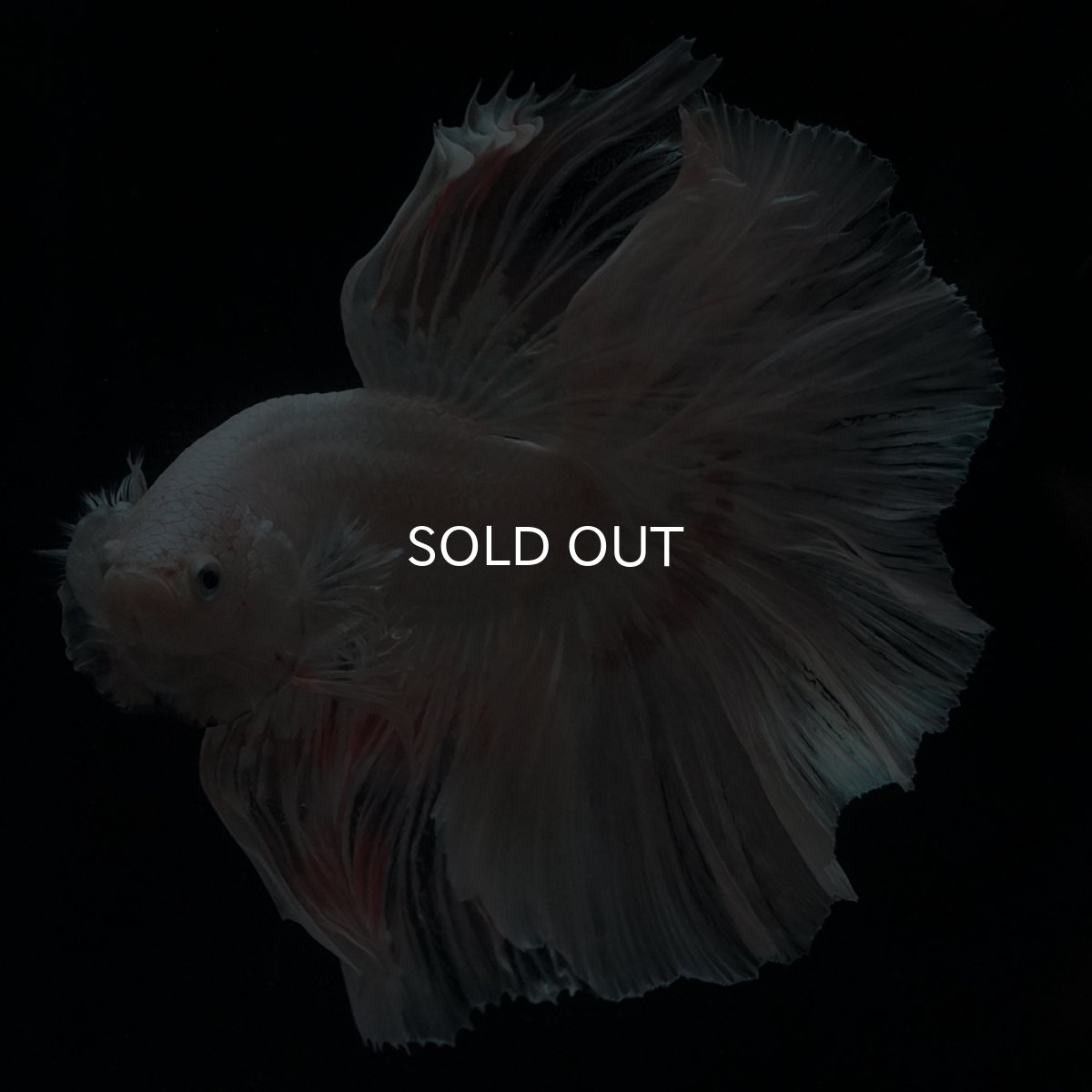 画像7: HM　ホワイトファンシー (7)