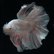 画像7: HM　ホワイトファンシー (7)