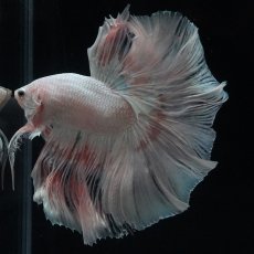 画像6: HM　ホワイトファンシー (6)