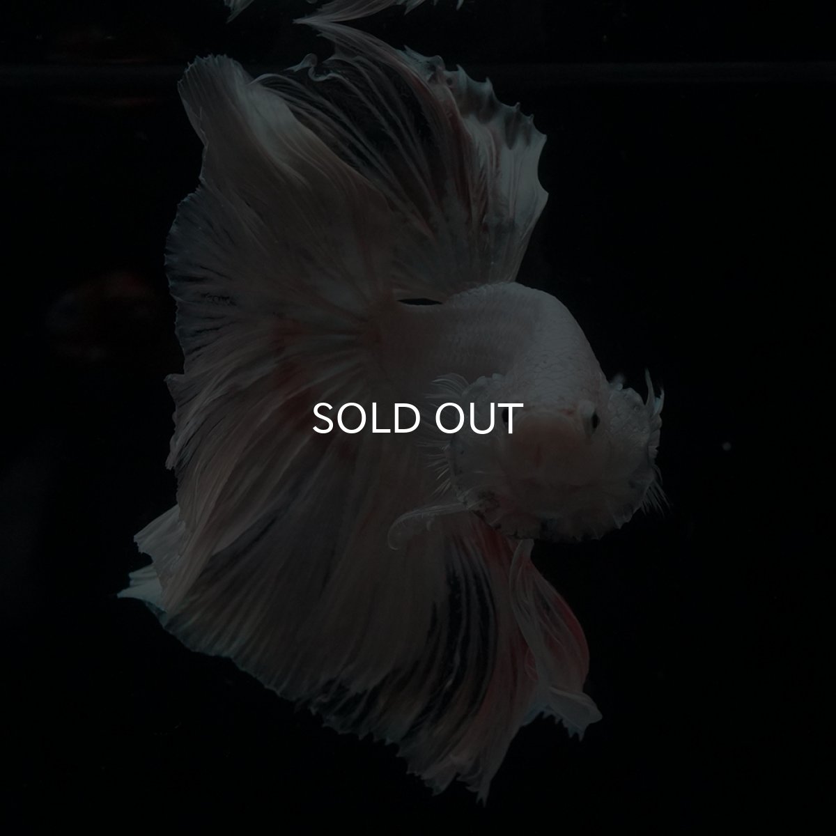 画像5: HM　ホワイトファンシー (5)