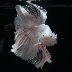 画像5: HM　ホワイトファンシー (5)