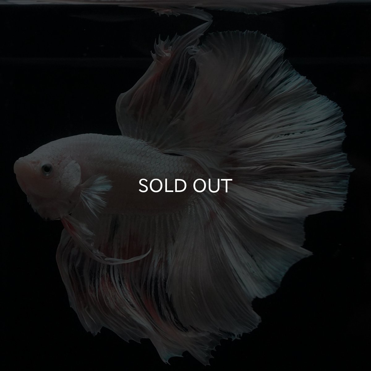 画像4: HM　ホワイトファンシー (4)