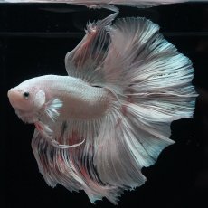 画像4: HM　ホワイトファンシー (4)