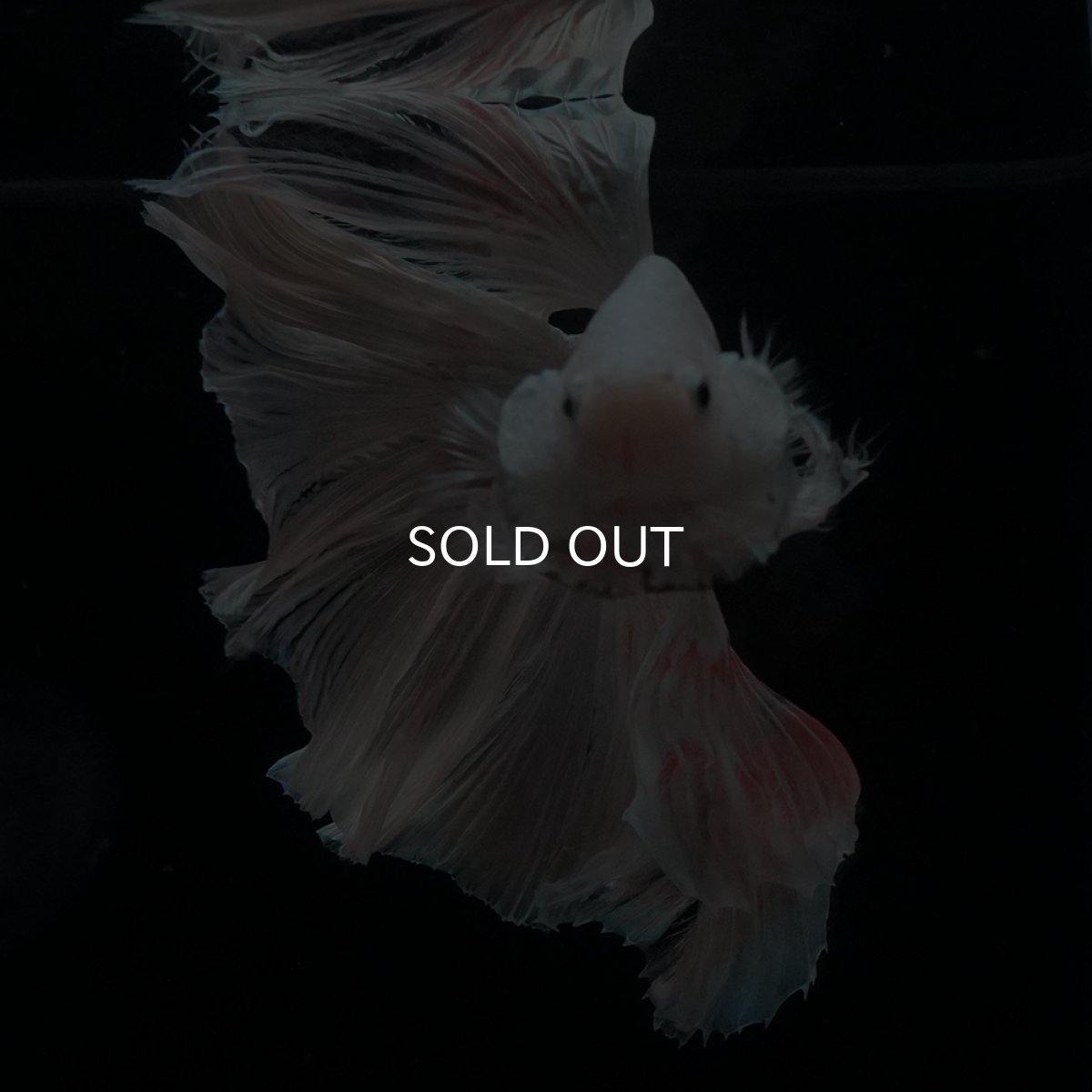 画像3: HM　ホワイトファンシー (3)