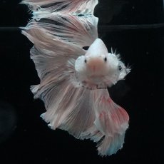 画像3: HM　ホワイトファンシー (3)