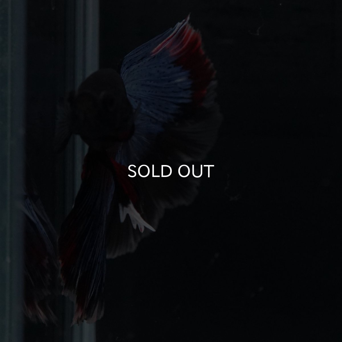 画像6: HM　ブルーブラック (6)