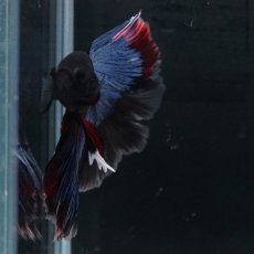 画像6: HM　ブルーブラック (6)