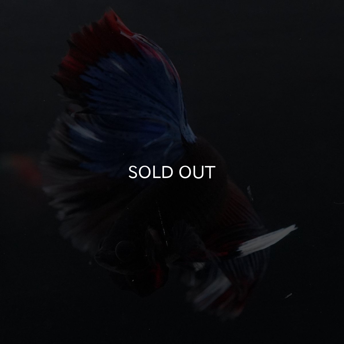 画像5: HM　ブルーブラック (5)