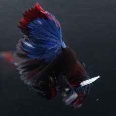 画像5: HM　ブルーブラック (5)