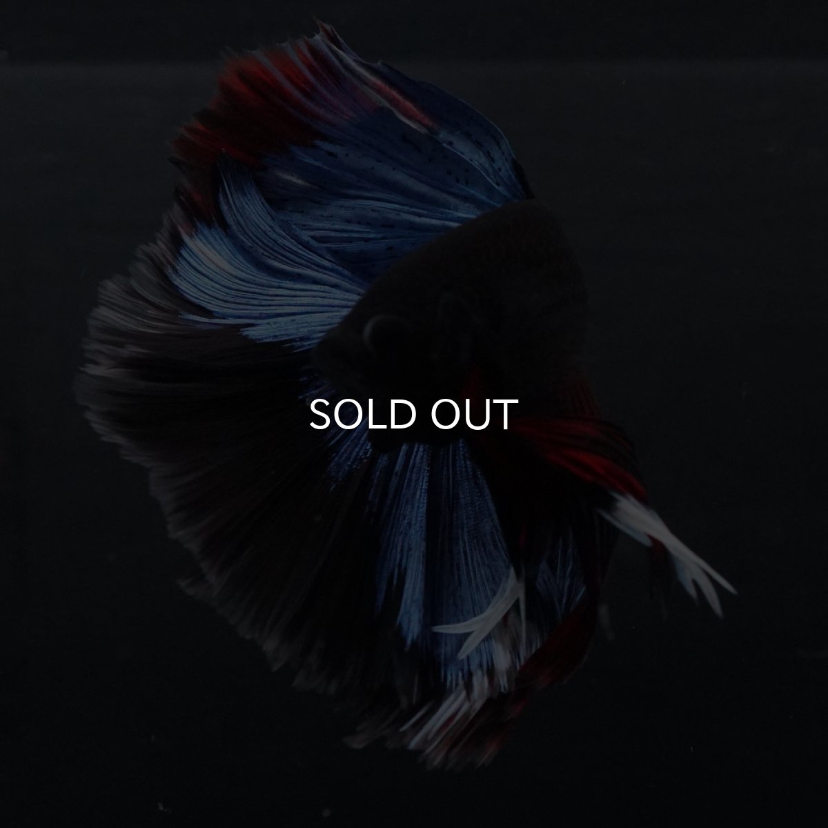 画像4: HM　ブルーブラック (4)