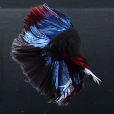 画像4: HM　ブルーブラック (4)