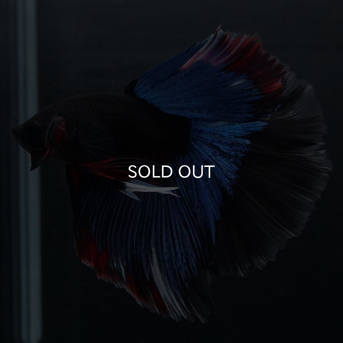 画像3: HM　ブルーブラック (3)