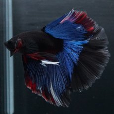 画像3: HM　ブルーブラック (3)