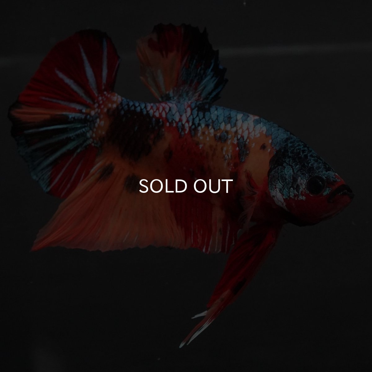 画像1: GHMPK　キャンディ (1)