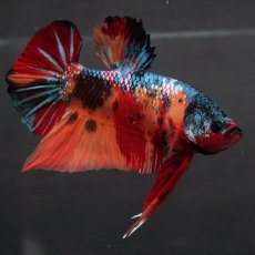 画像1: GHMPK　キャンディ (1)