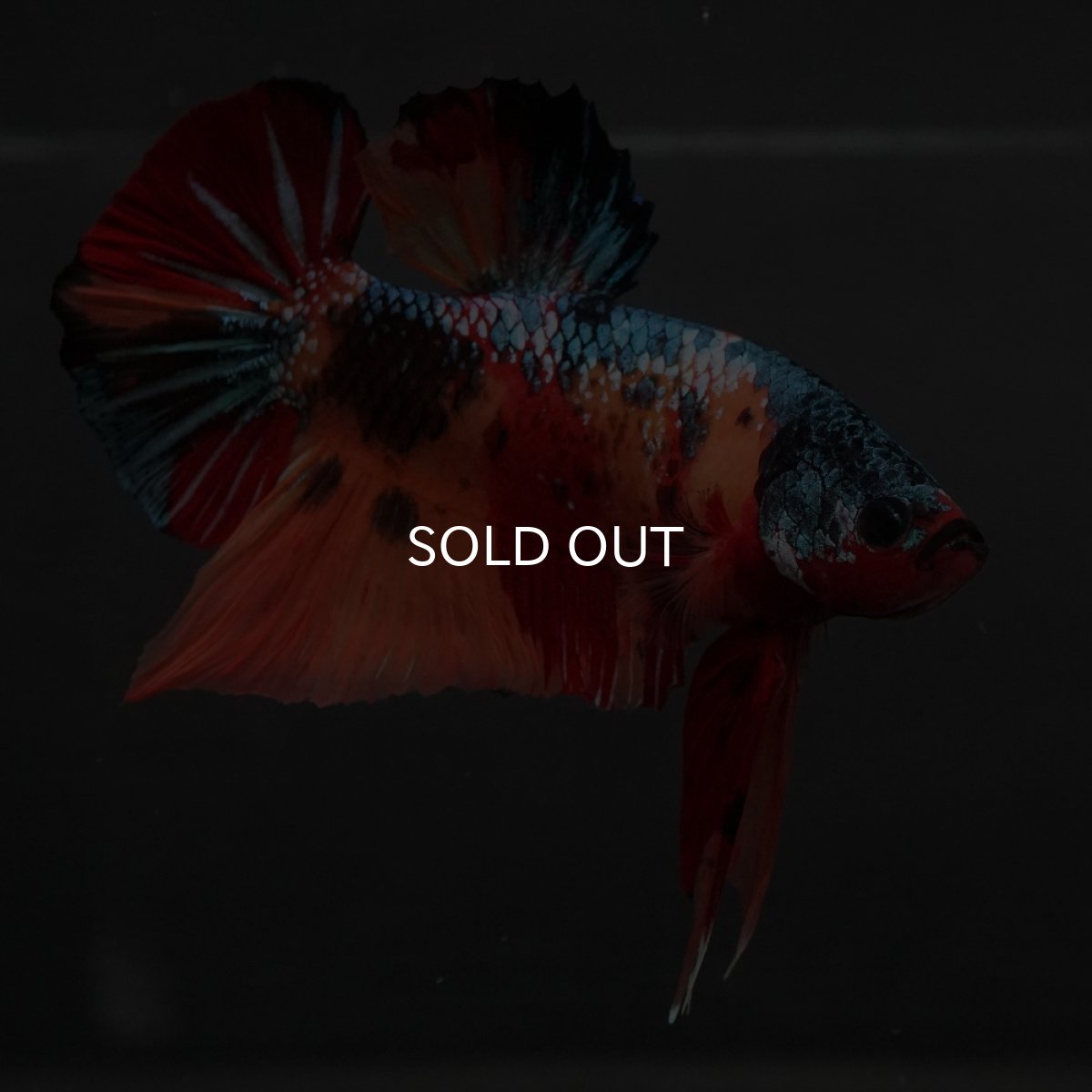 画像16: GHMPK　キャンディ (16)