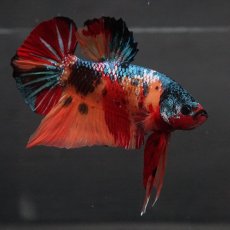 画像16: GHMPK　キャンディ (16)