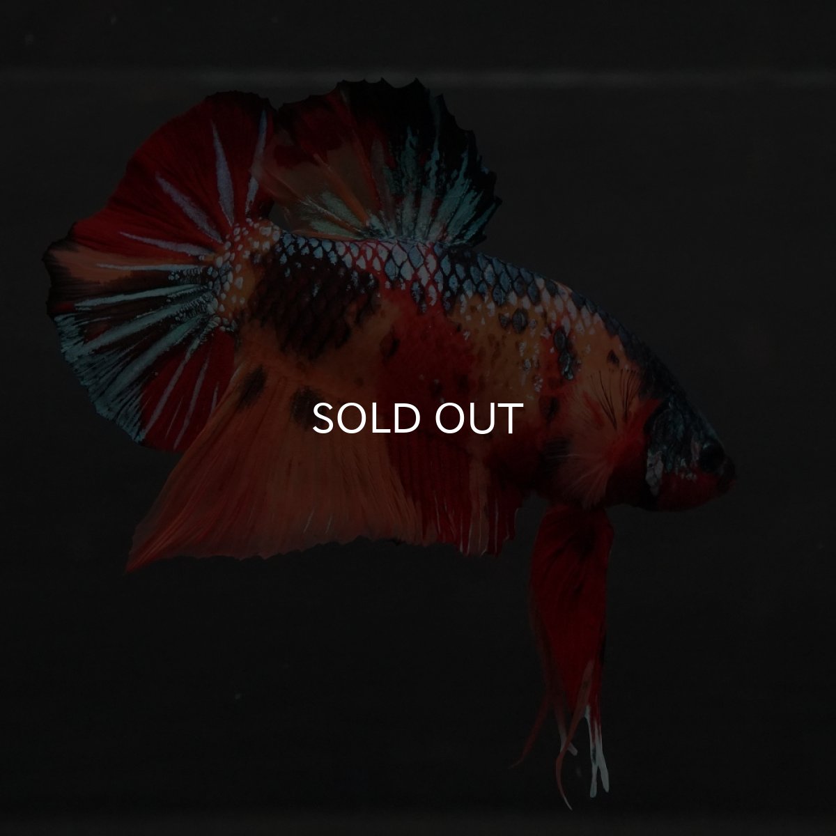 画像3: GHMPK　キャンディ (3)