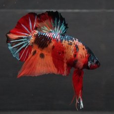 画像3: GHMPK　キャンディ (3)