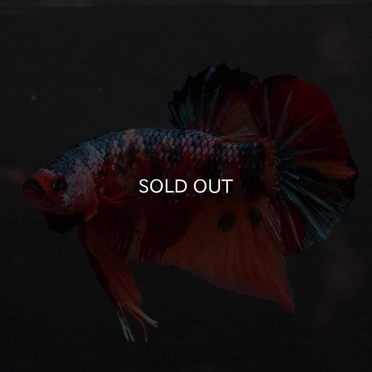 画像15: GHMPK　キャンディ (15)